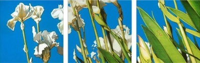 iris triptych prismacolor on three 12x12 wood panels sold