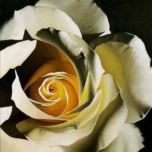 untitled white rose 24x24 SOLD