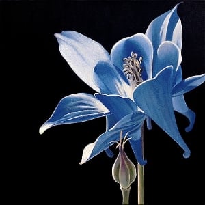untitled columbine 24x24 $1250