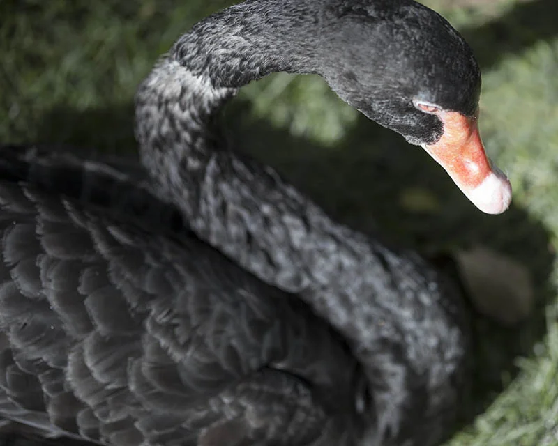blackswan8x10.jpg