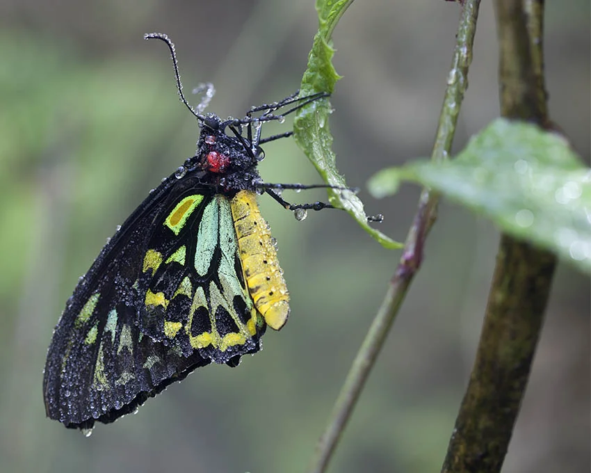 yellowbutterfly8x10.jpg