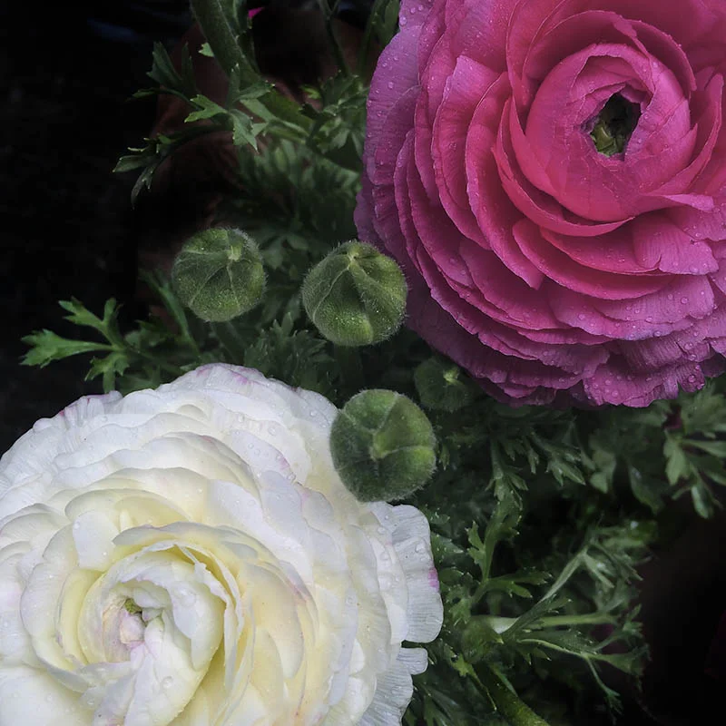 doubleflowersq.jpg