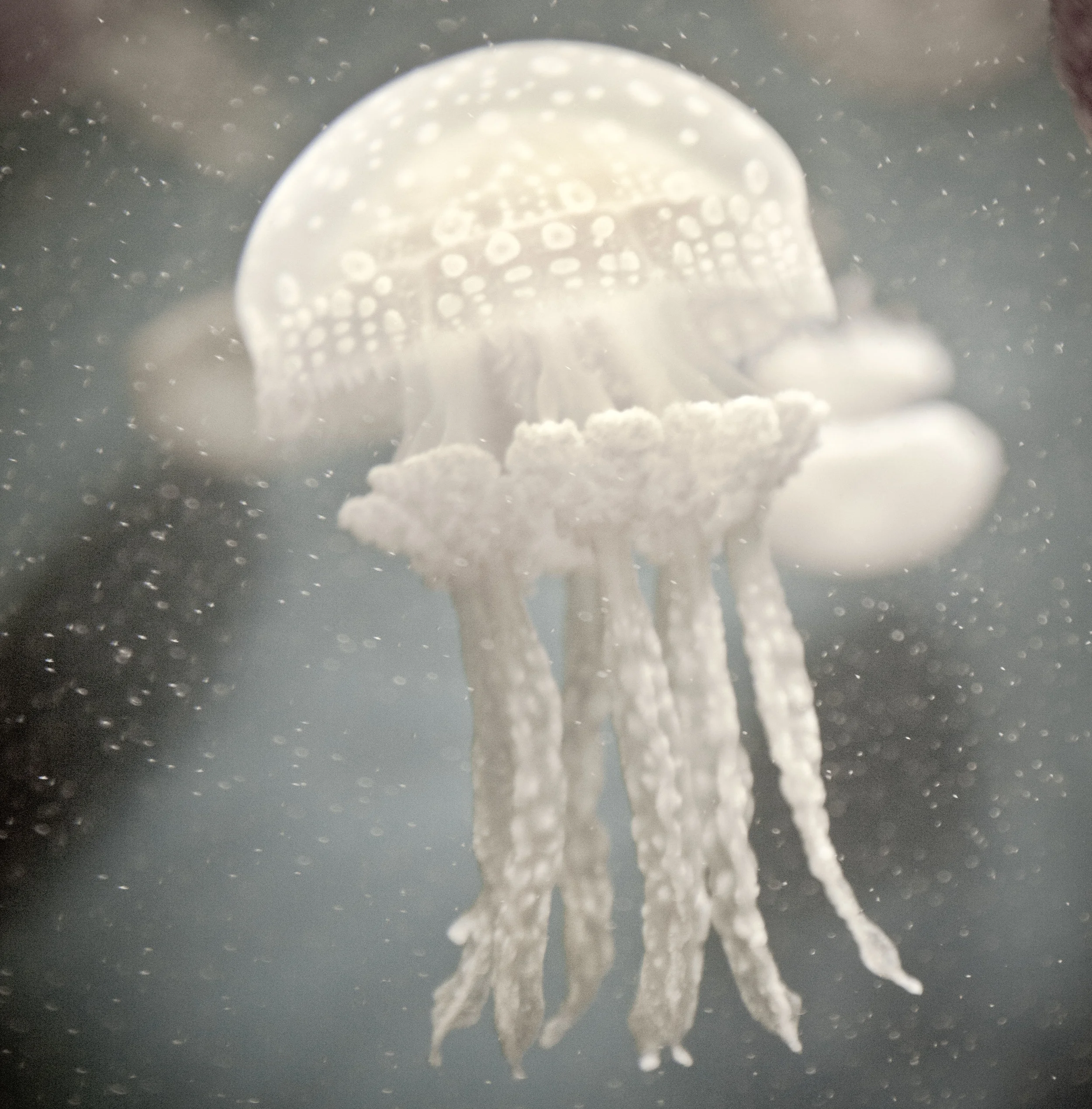 starjelly.jpg