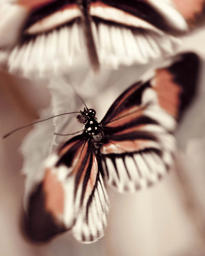butterflypink8x10.jpg