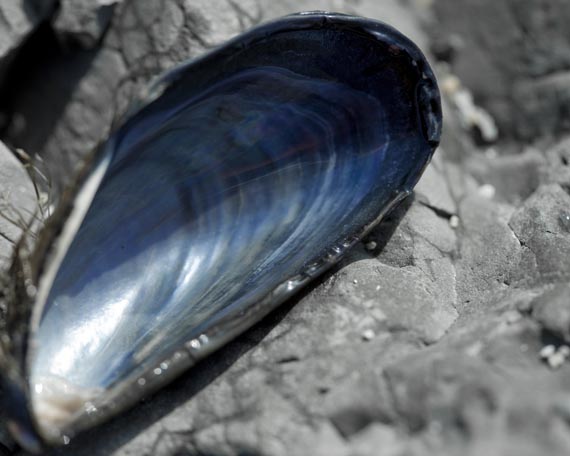blueetsyshell.jpg