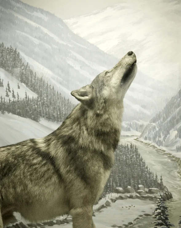 wolf.jpg