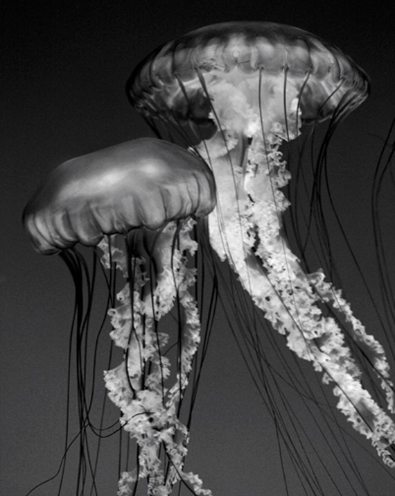 blackandwhite.jpg