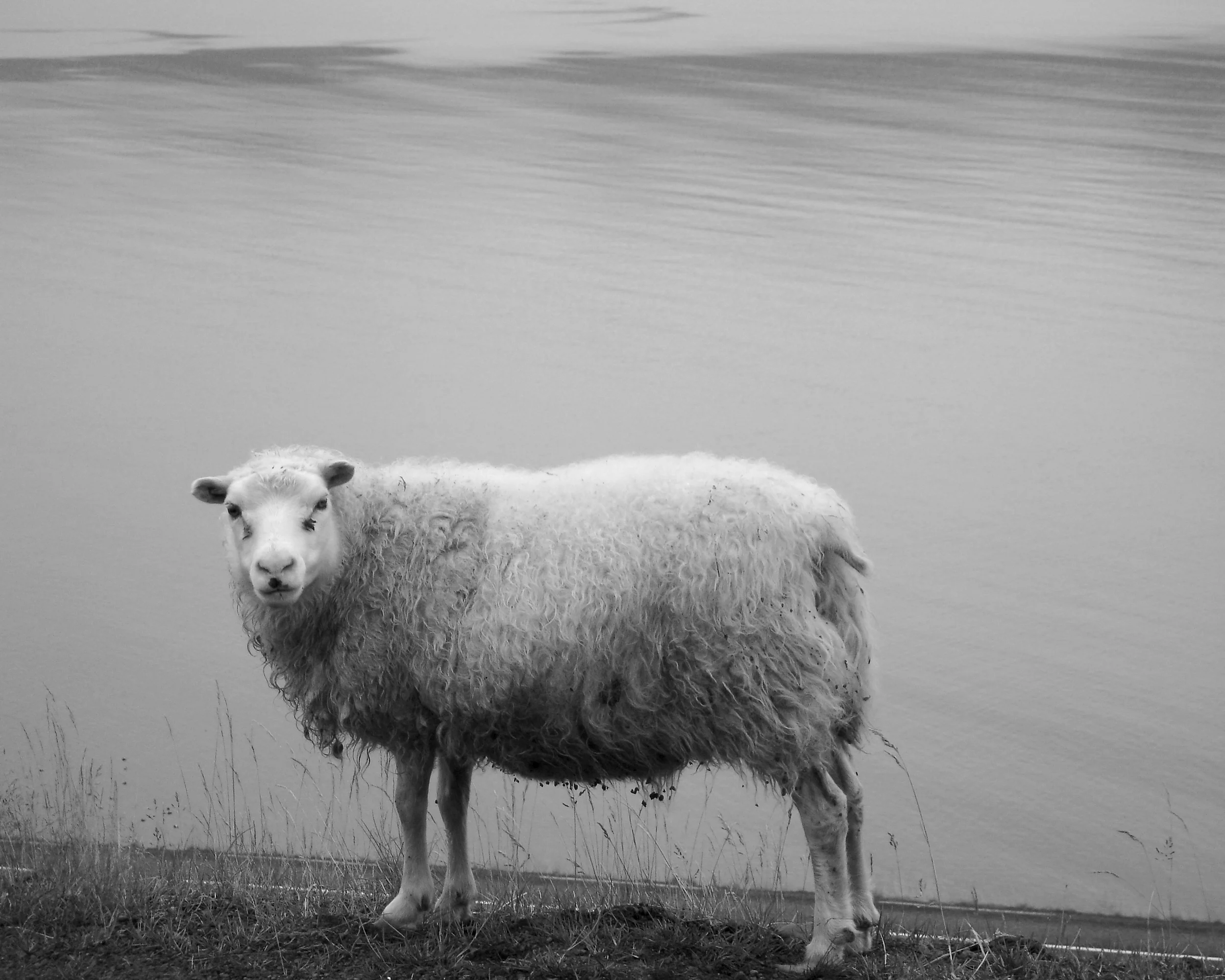 lamb.jpg