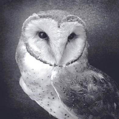 owltaniacardenaslocket.jpg