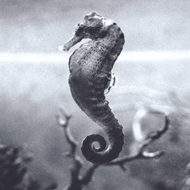 seahorsetaniacardenaslocket.jpg