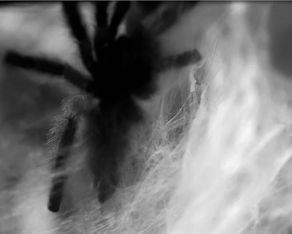 spider1.jpg