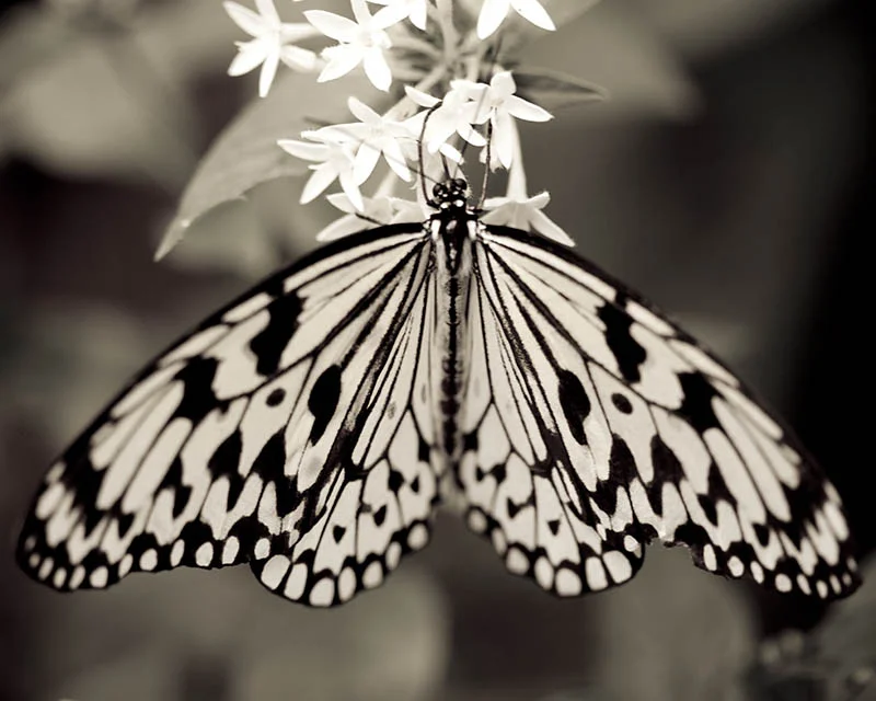 hangingbutterfly.jpg