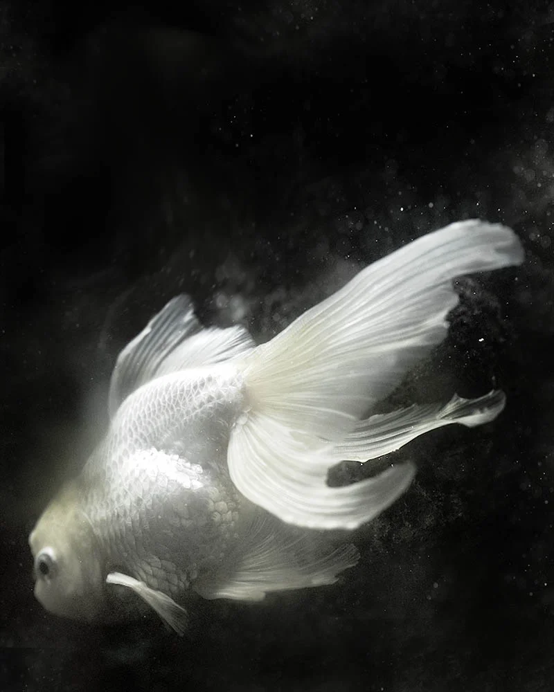 glowfishprintversimilar.jpg