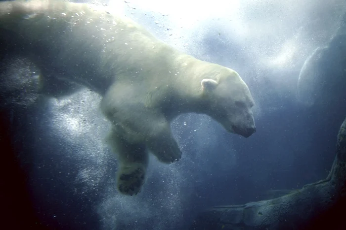 swimbear.jpg