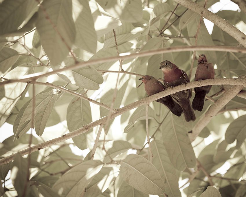 threelittlebirds8x10.jpg