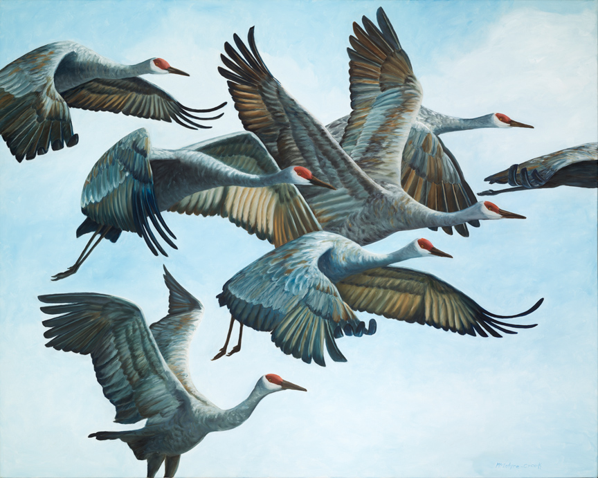 Sandhill Cranes in Flock, Aloft oil on canvas; 48" x 60"; 2015 sold