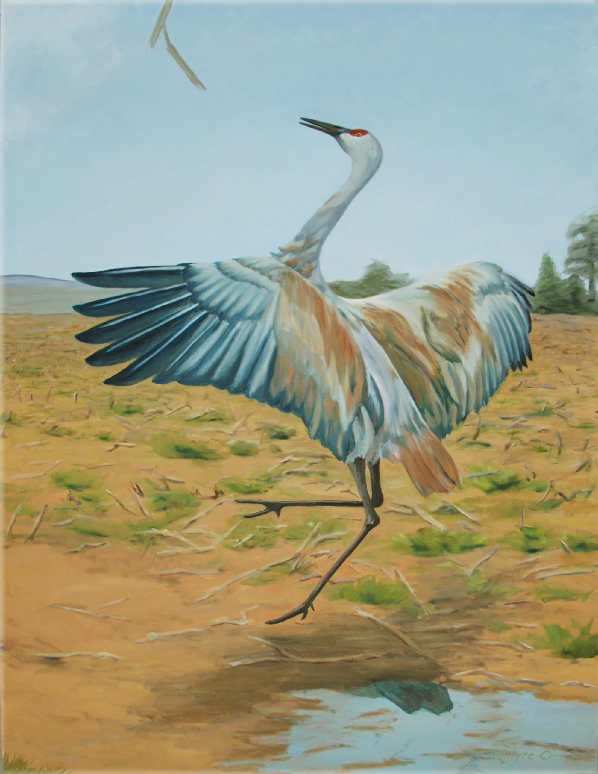 Sandhill Tossing Stick oil on canvas; 48 x 36; 2014 $800.00 Sandhill Cranes can be quite playful. They really do toss sticks.