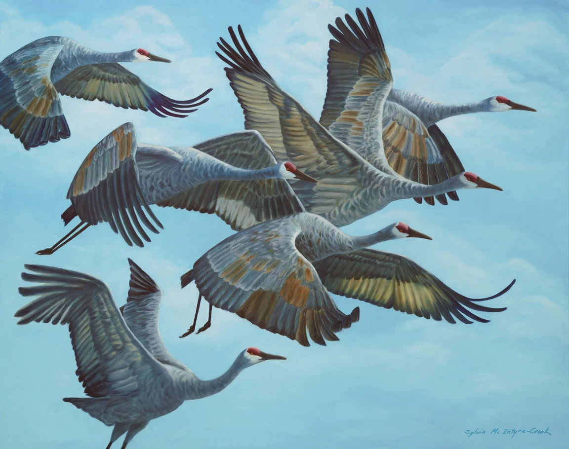 Print: Sandhill Cranes in Flock, Aloft II limited edition of 30; 18" x 23"; Ultrachrome HDR ink; from original oil on canvass 'Sandhill Cranes in Flock Aloft II'; 2015 $150.00