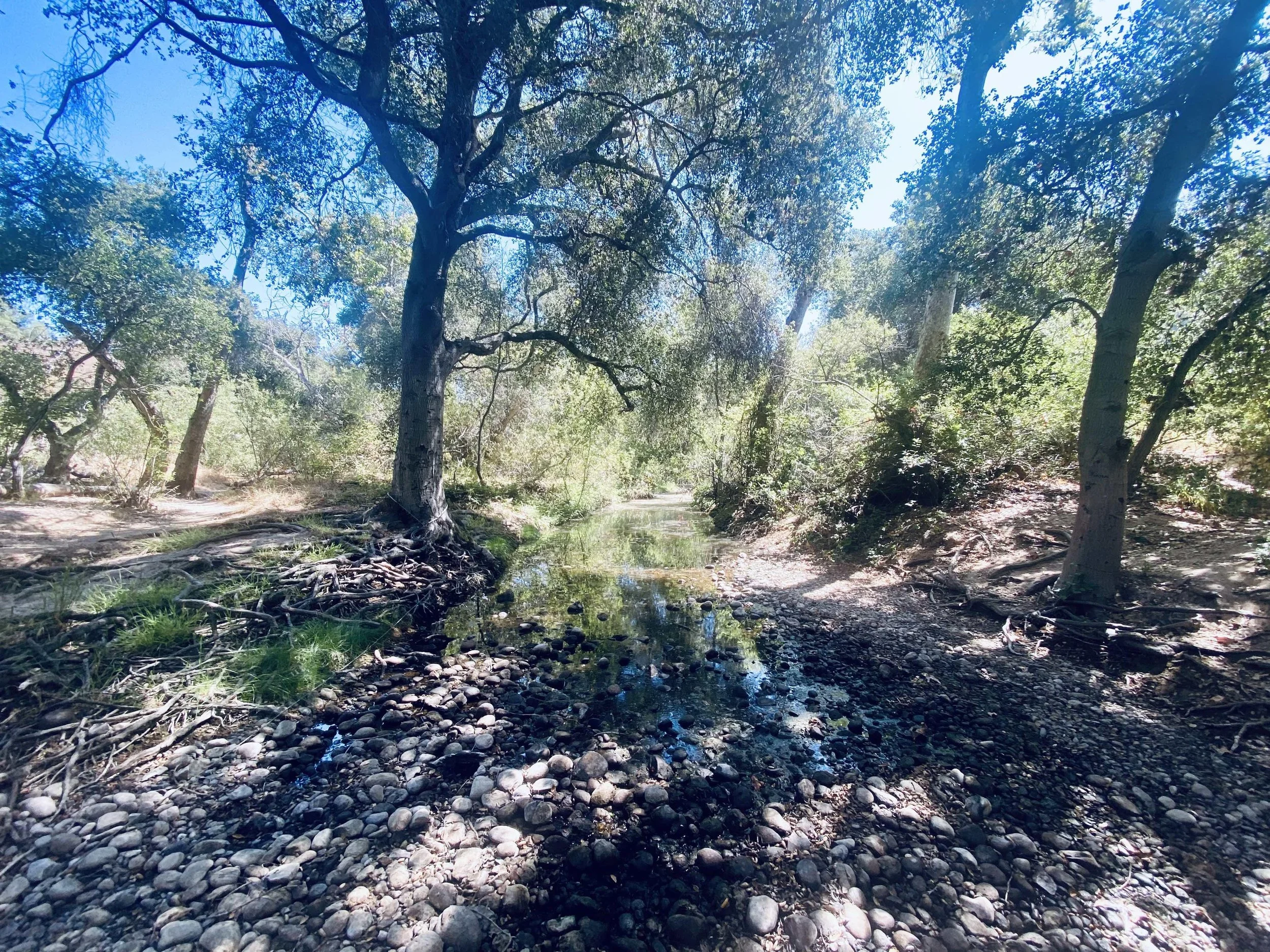 Forests of Noise