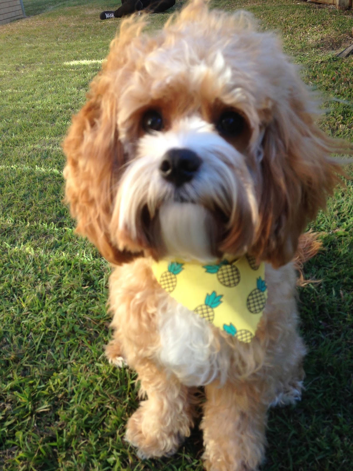 Handsome boy!
