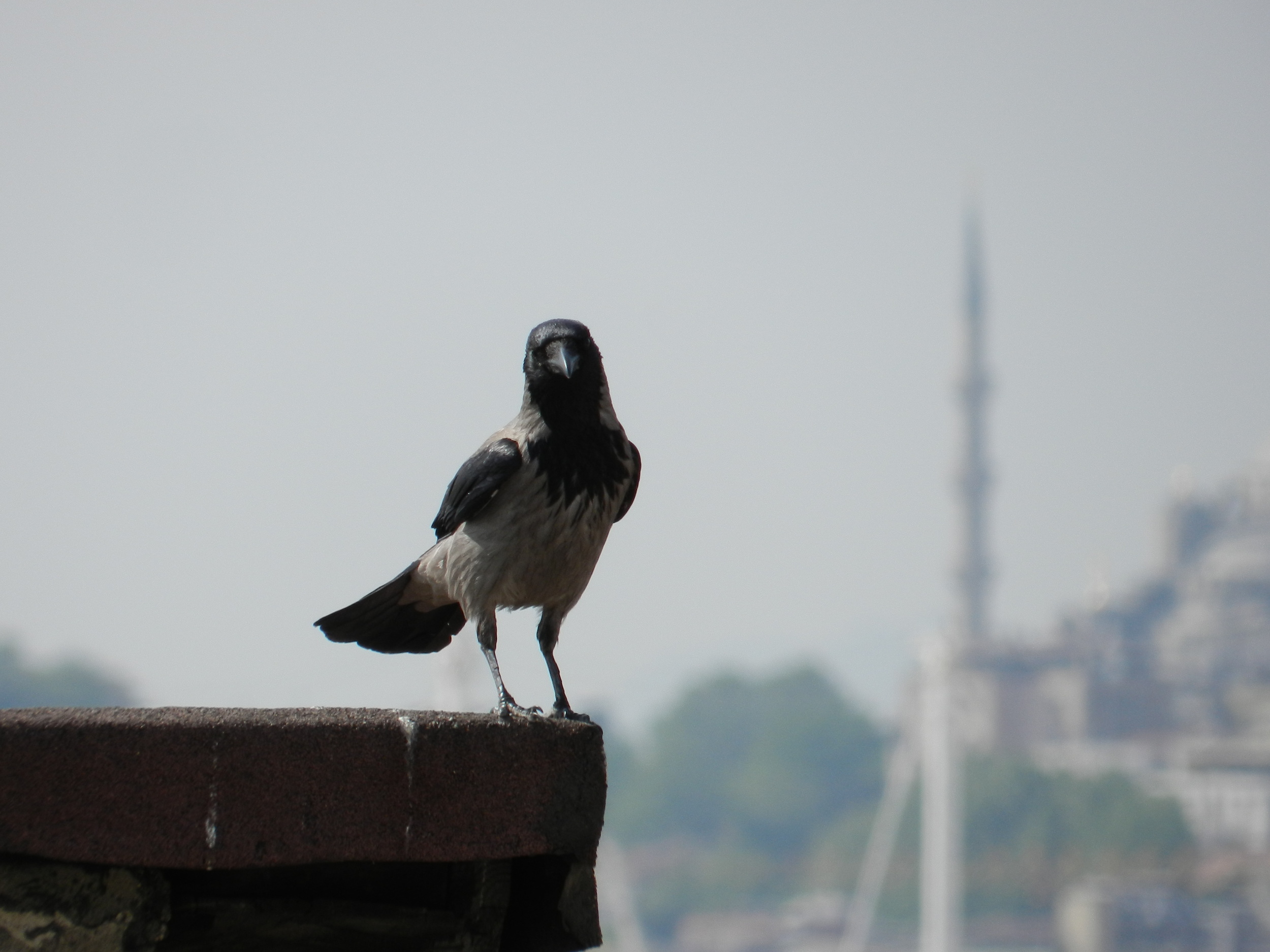 Turkey 2013 4 008.JPG