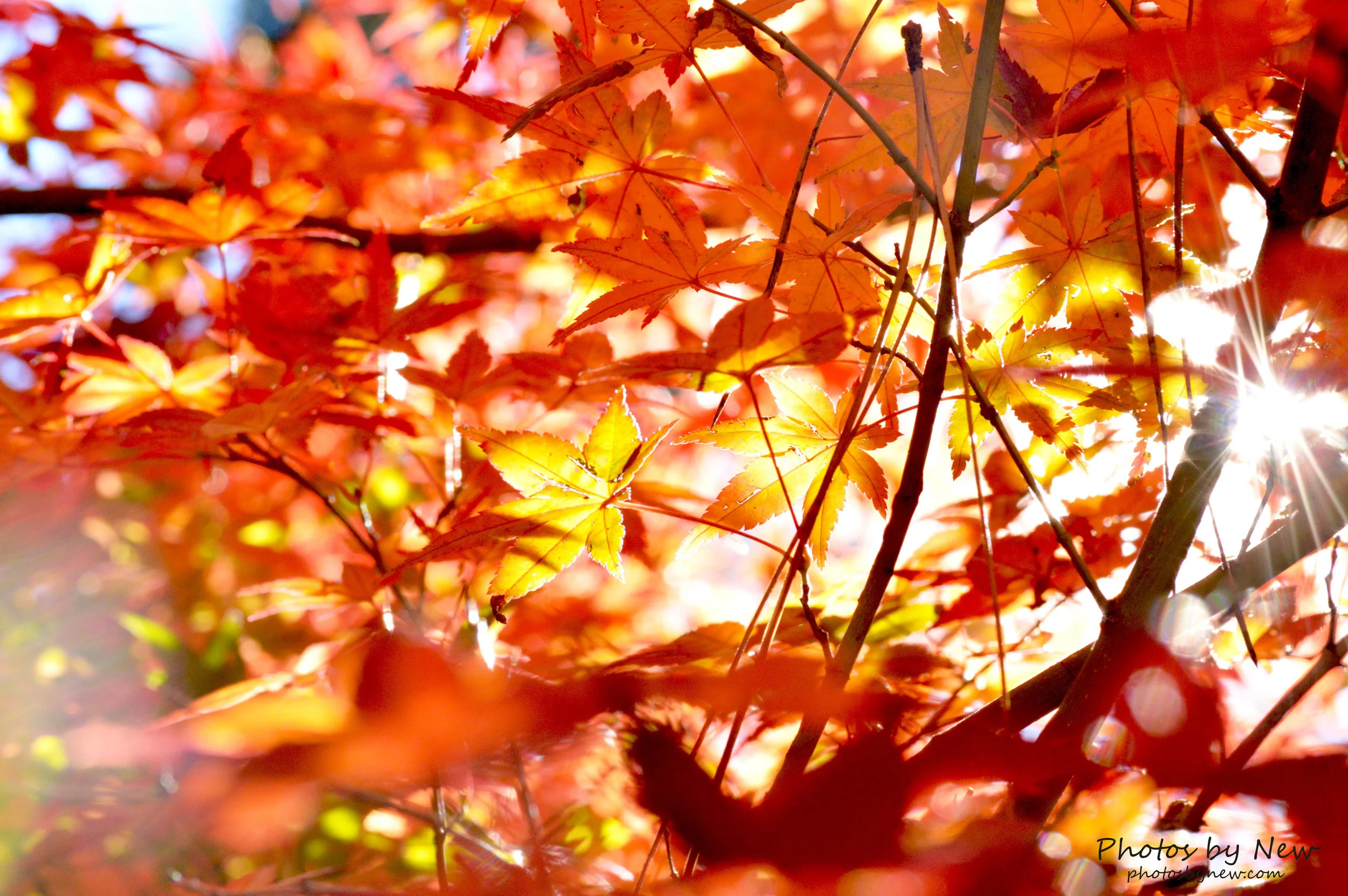 DSC_0203.jpg