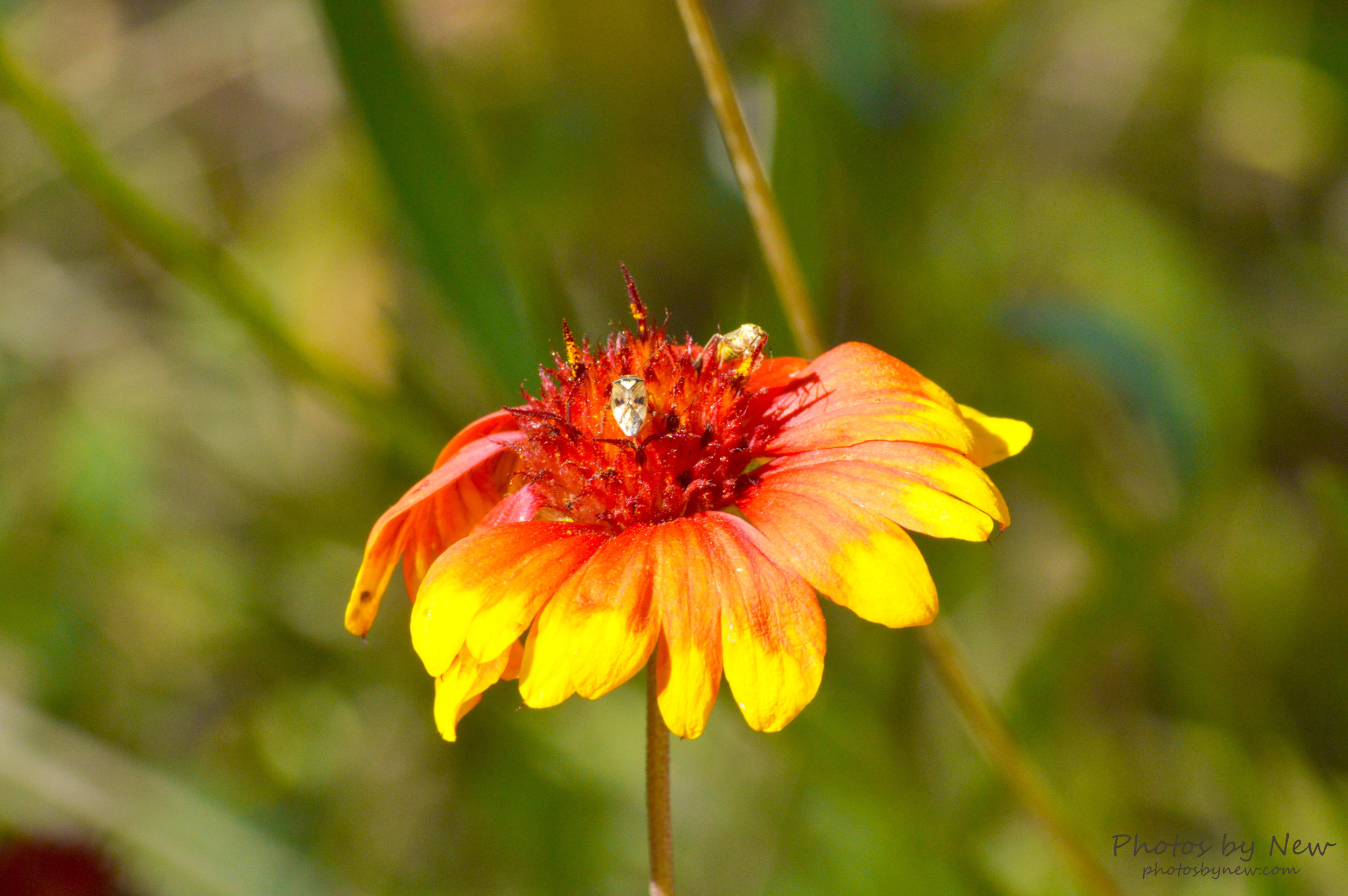 DSC_0187.jpg