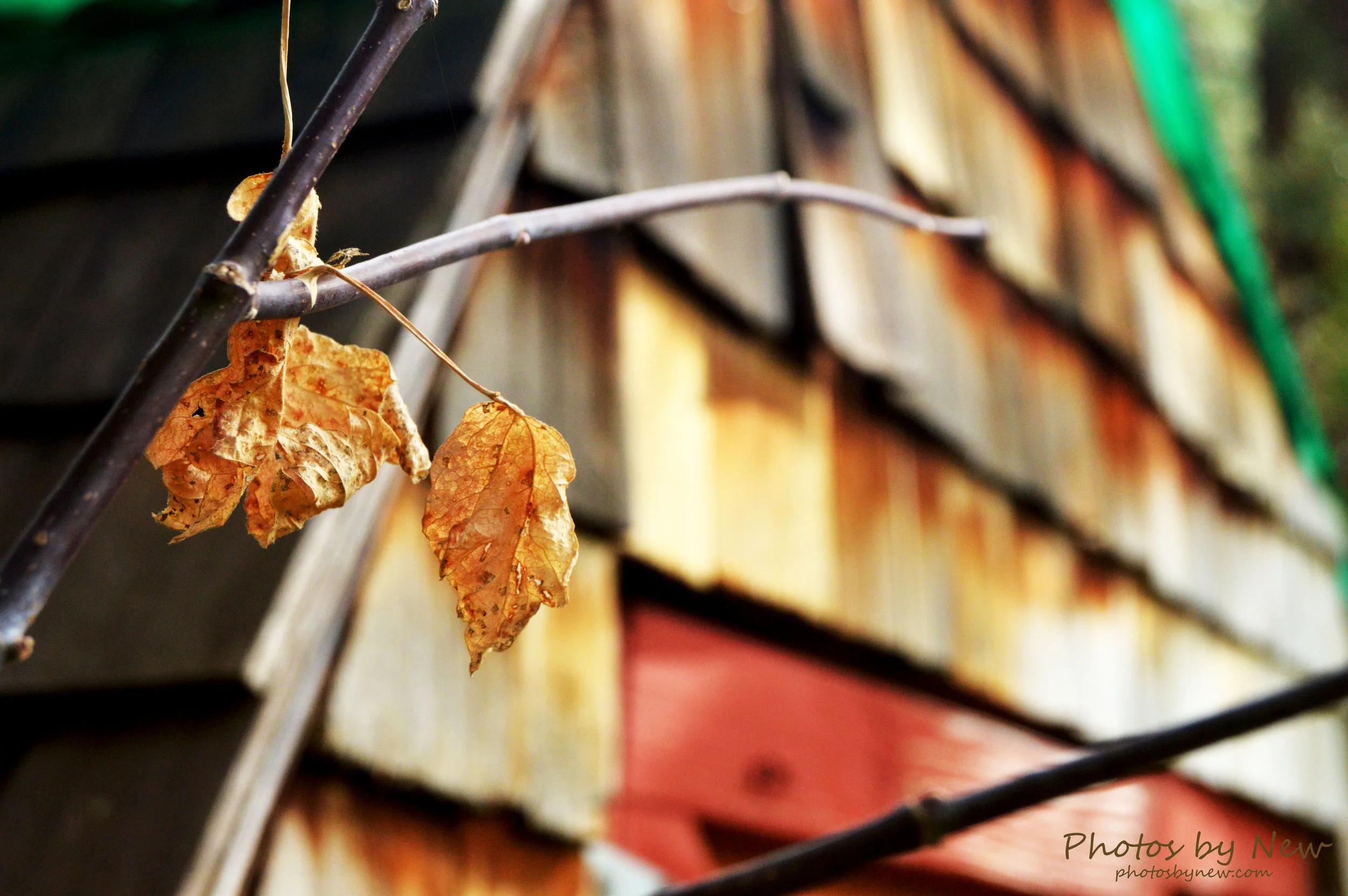 DSC_0086.jpg