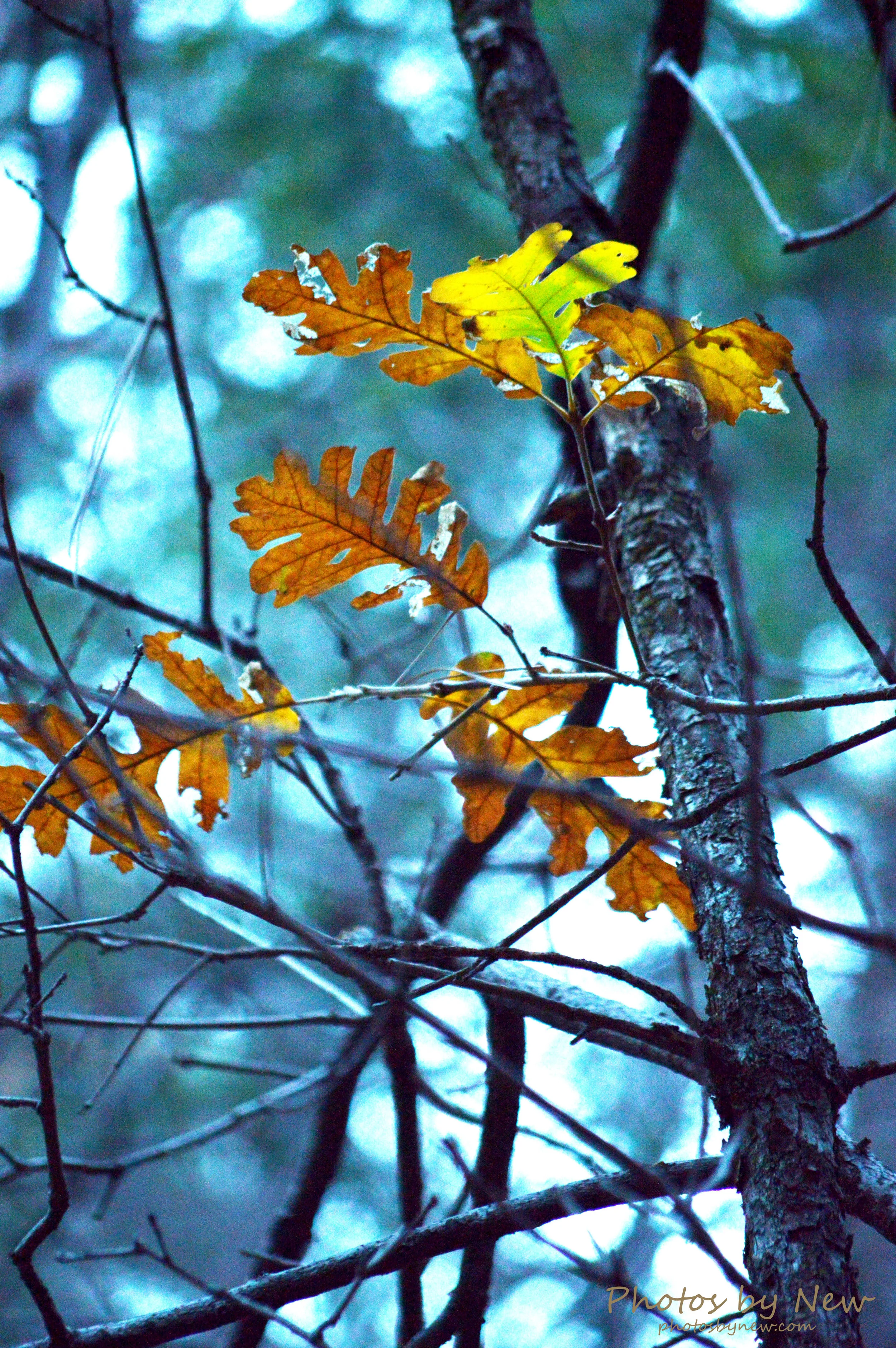 DSC_0121.jpg