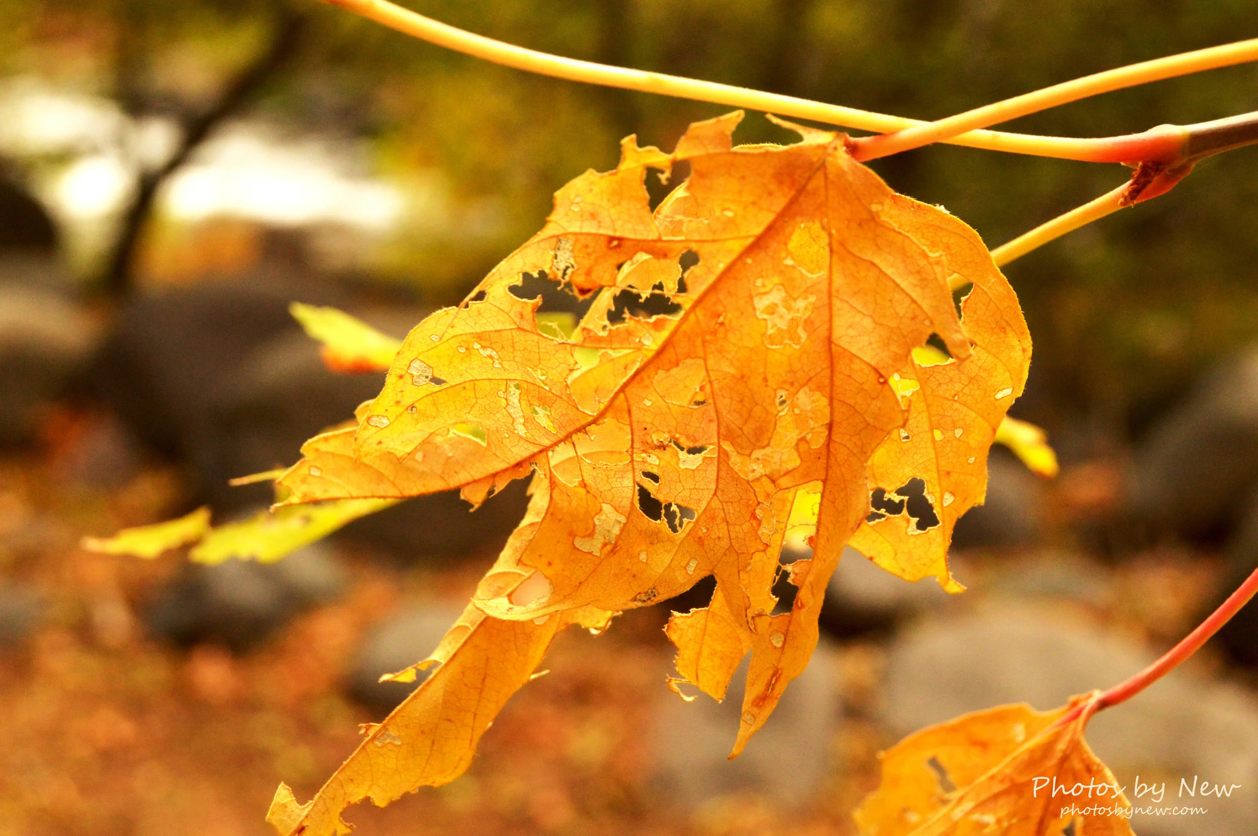 DSC_0202.jpg