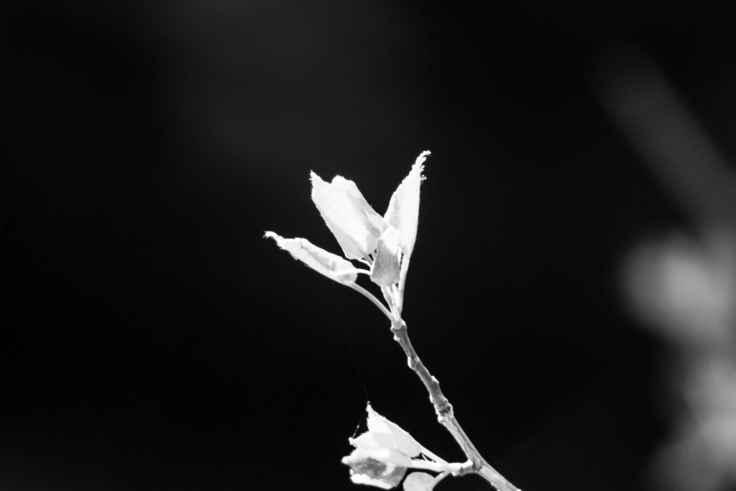 Image-24.jpg