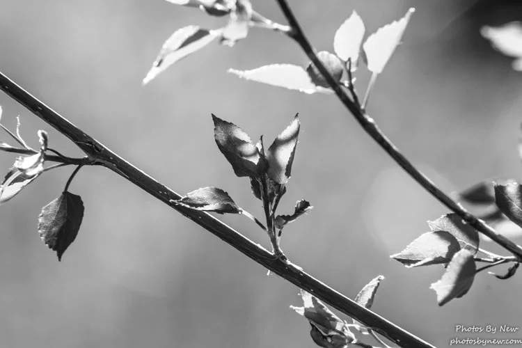 IMG_5456-44.jpg