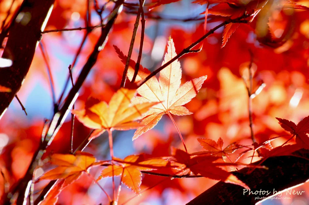 DSC_0215.jpg