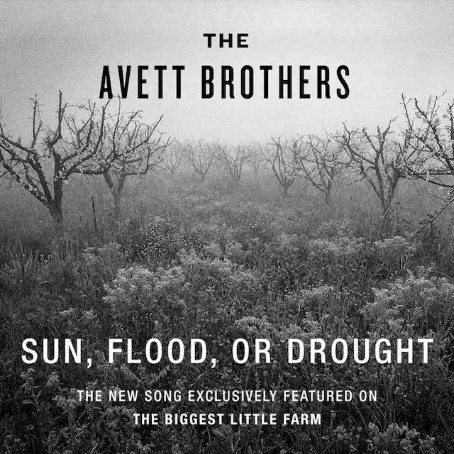 avett+sun.jpg