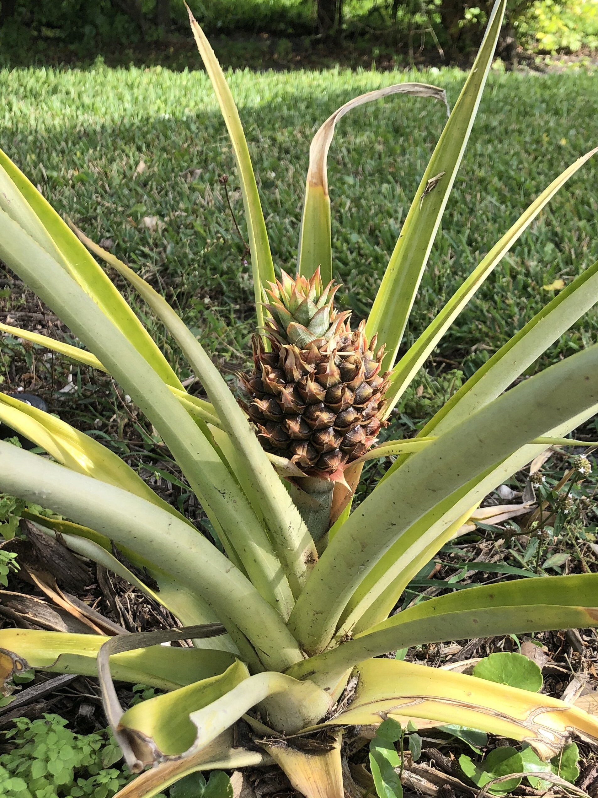 backyard pineapple.jpg