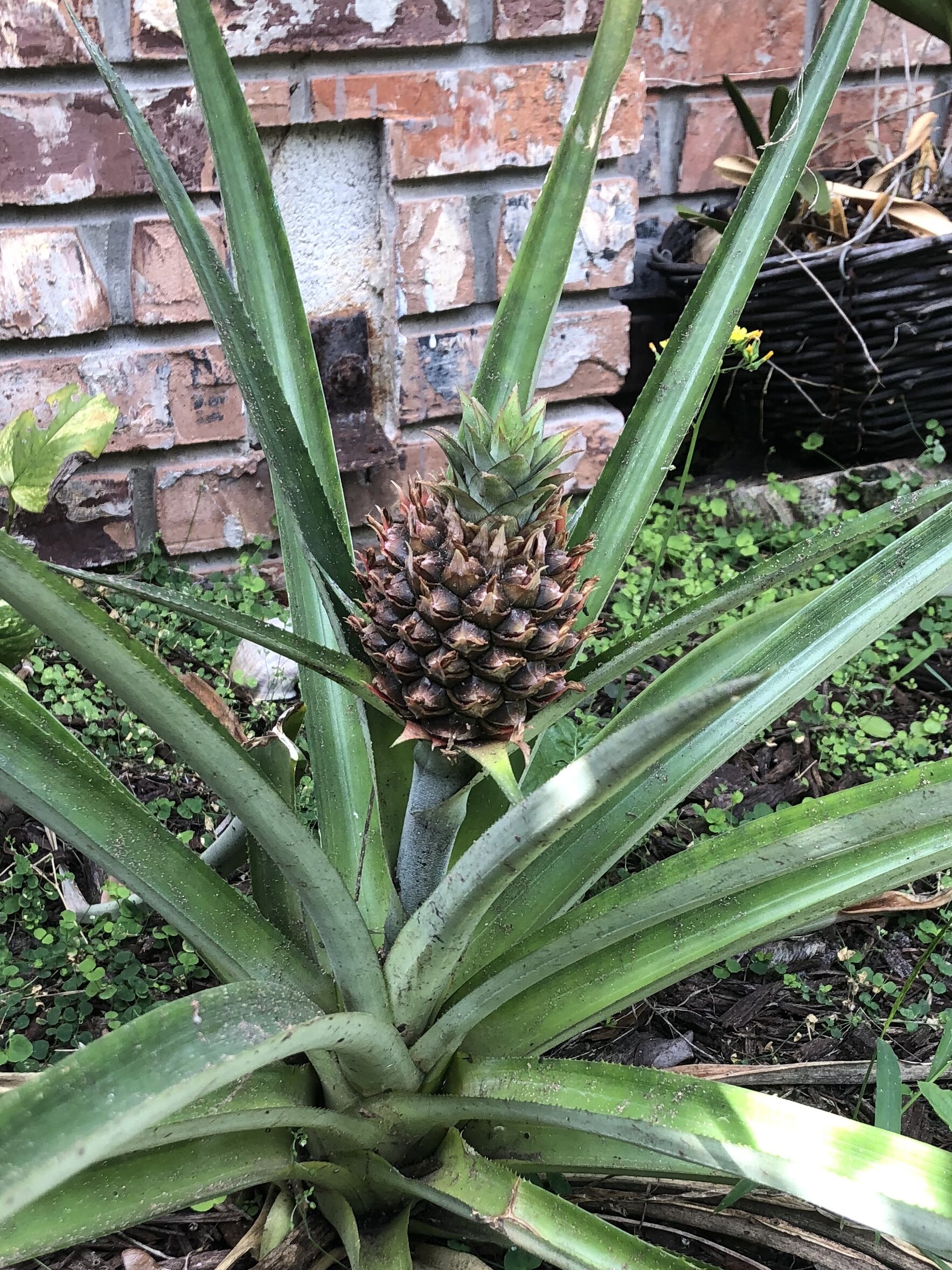 Pineapple propagation.jpg