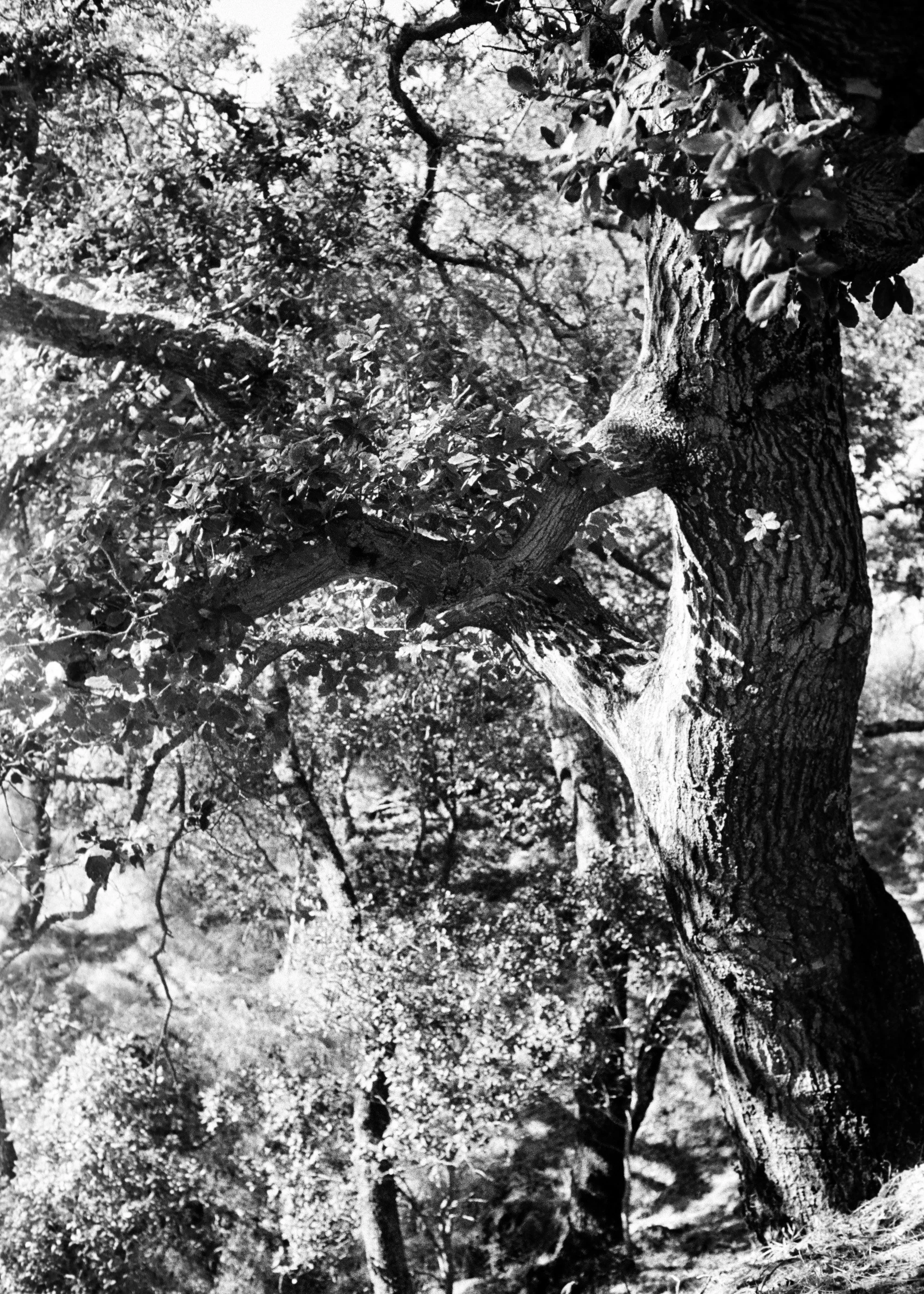 kodak_professional_tri-x_400_10_10_2023_000084020015 2.JPG