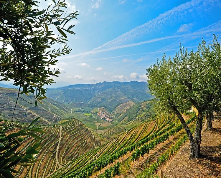 enticingdouro_portugal_pinhao_vineyards_ss_278016815_dailyprogram.jpg