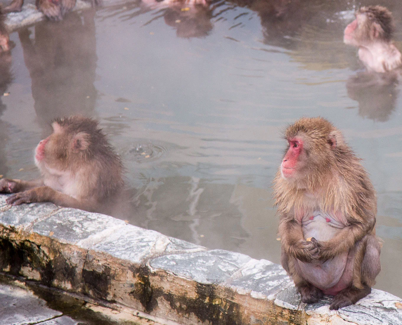 Hakodate-japan-AdobeStock_205179367.jpg