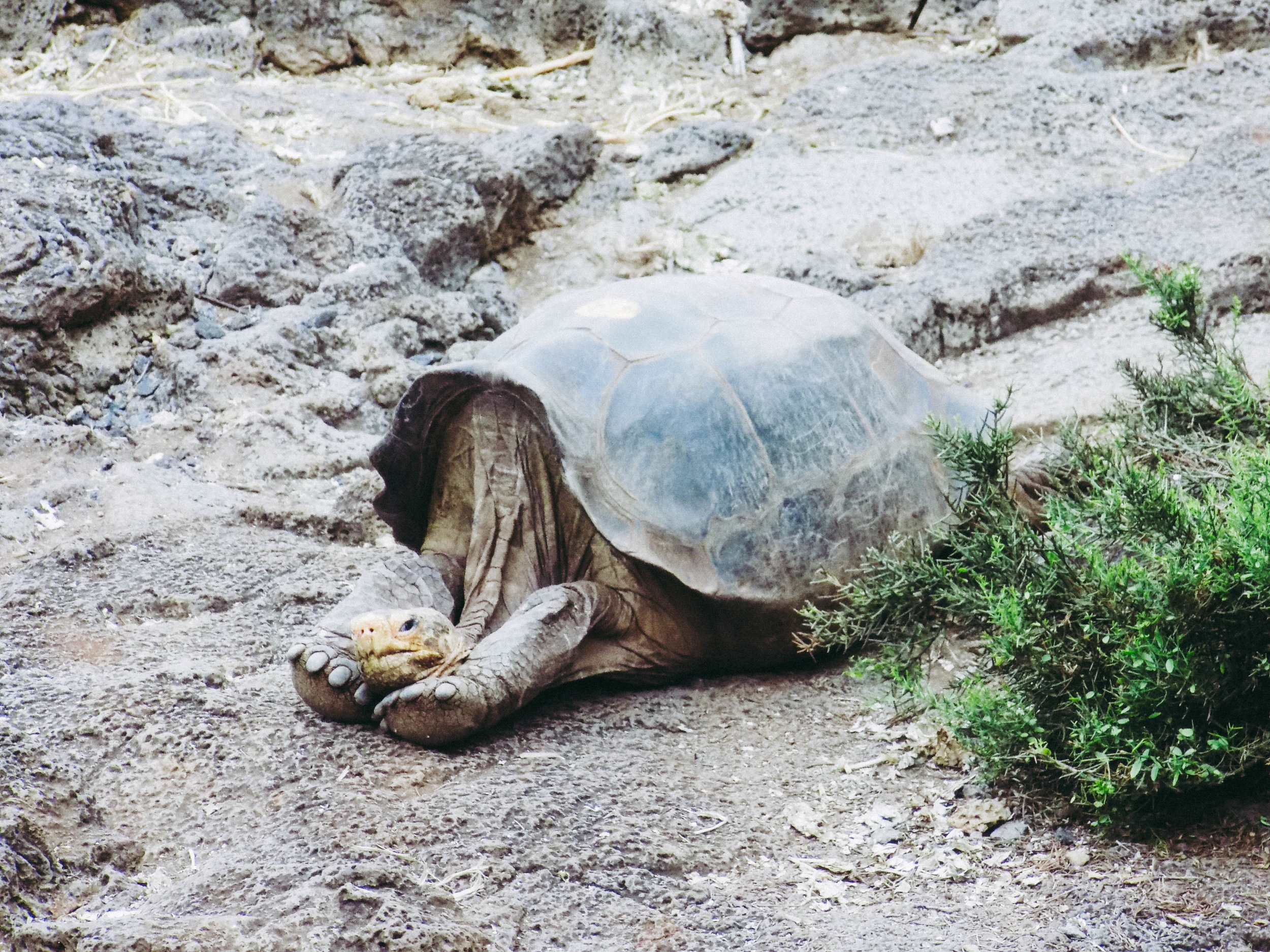 Galapagos Tortoise.jpg