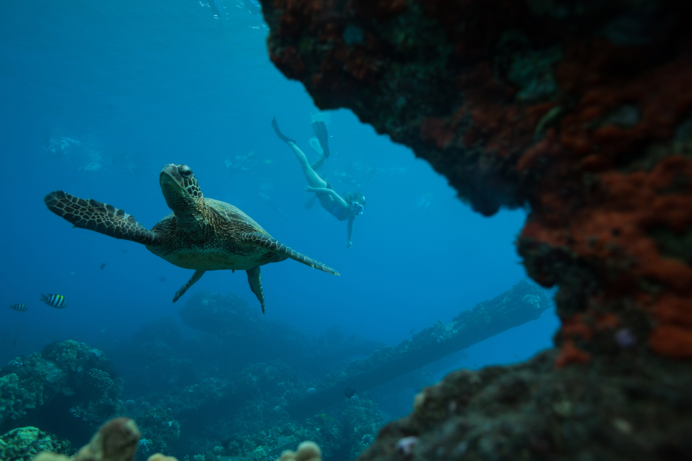 2200x1467-HI-Mala-turtles-in-Hawaii.jpg