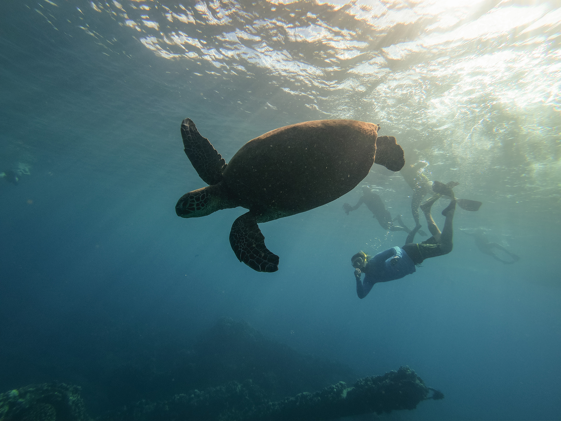 2200x1650-HI-UnCruise-guests-snorkeling-with-sea-turtles.jpg