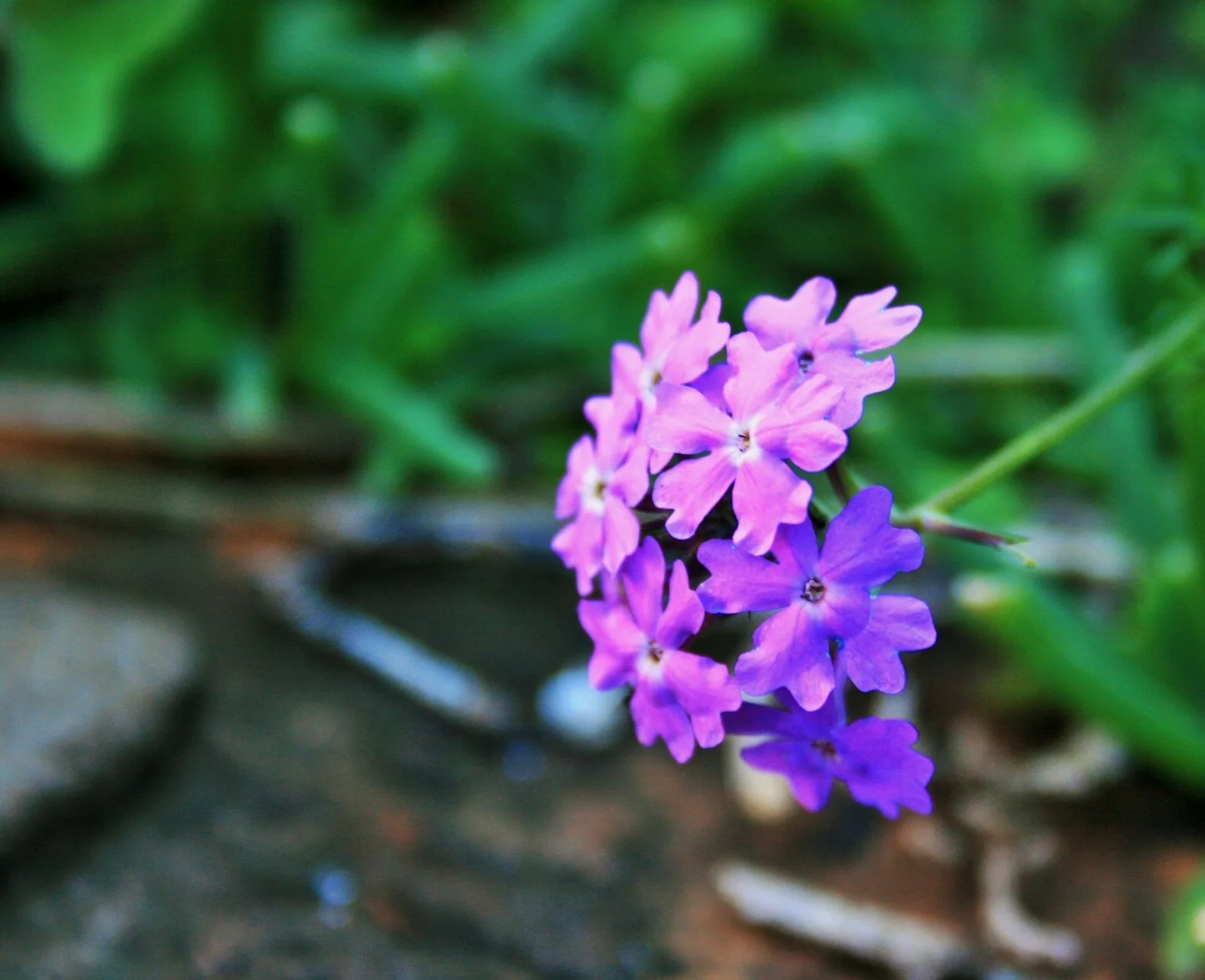 purple-verbena-flower.jpg