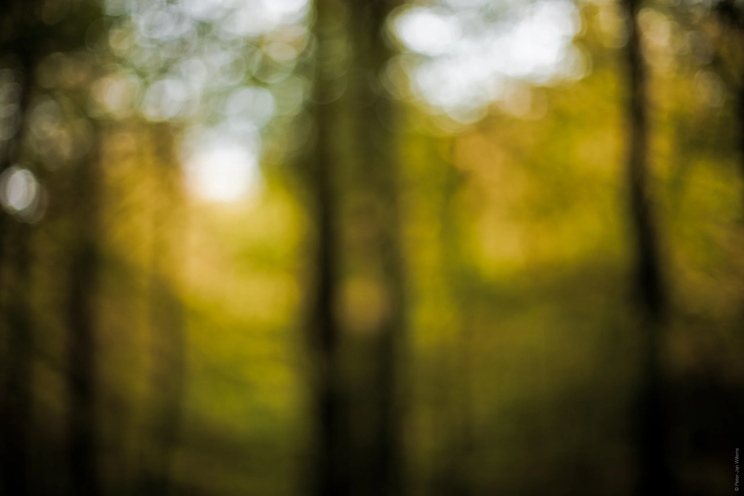 PJ_Forrest-1.jpg