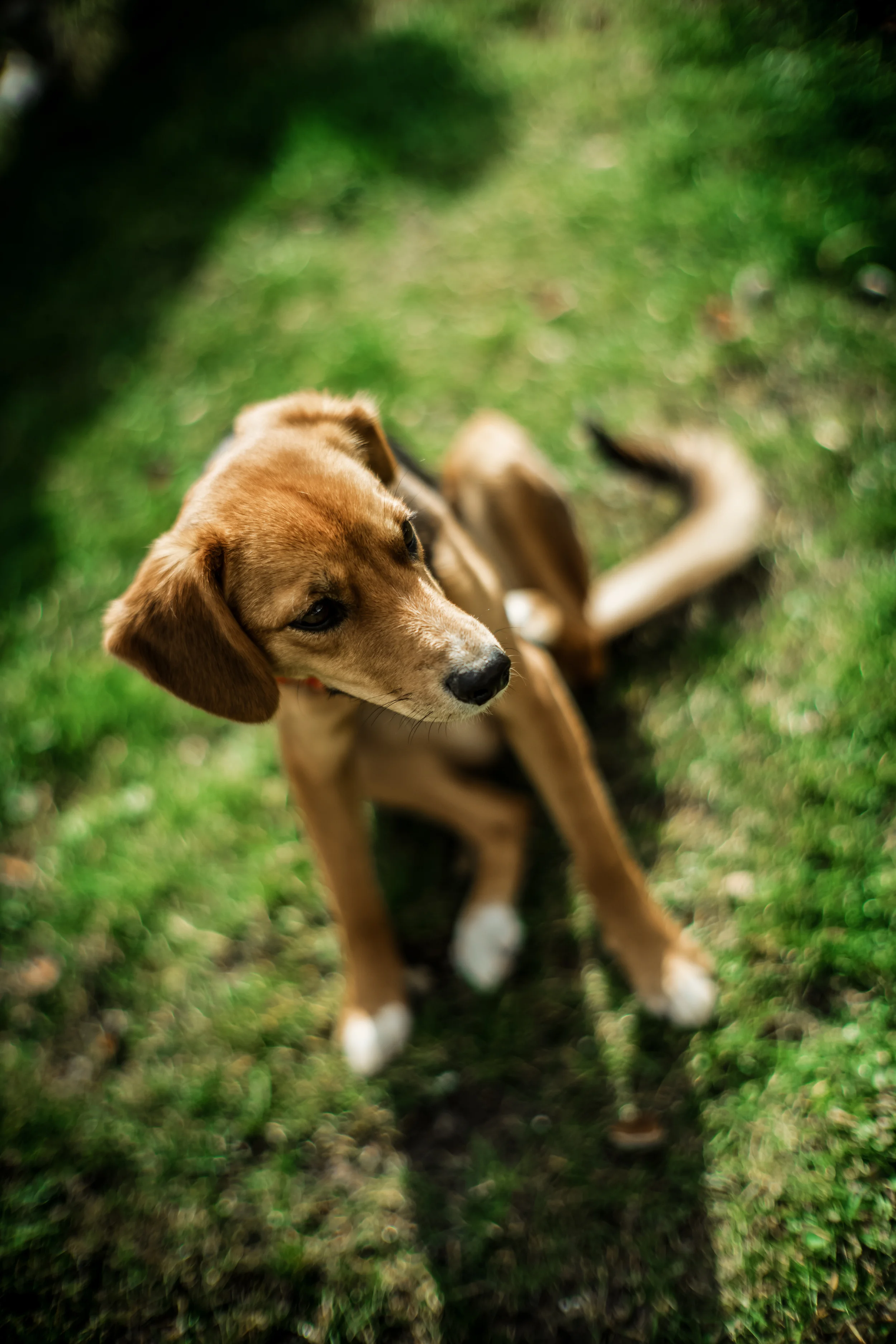 2016_B_Flobecq_Dogs_FB-2.jpg