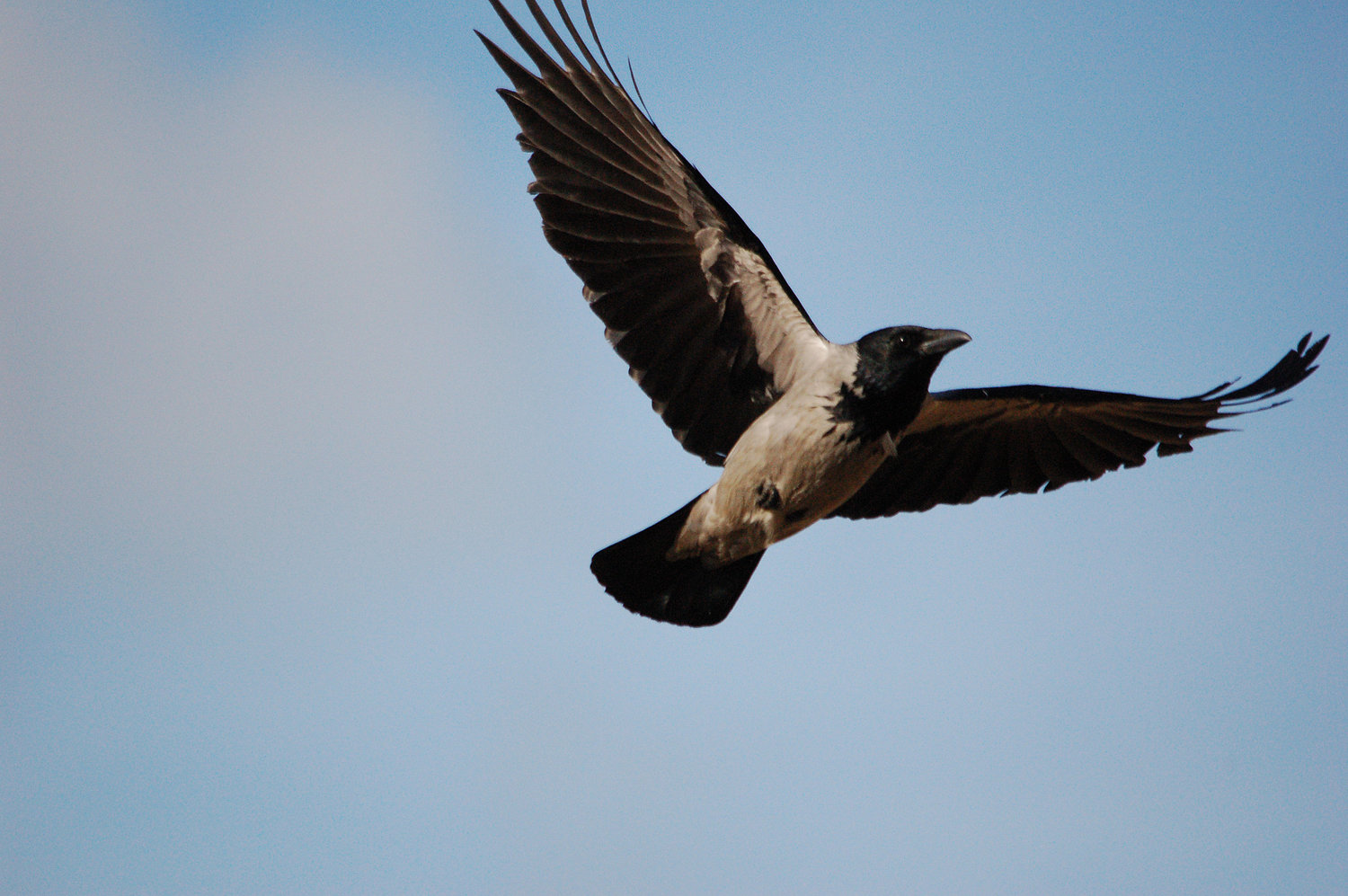 Photo: Teemu Lehtinen/Flickr