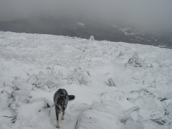 Quid loved the alpine zone, she always looked at home. 