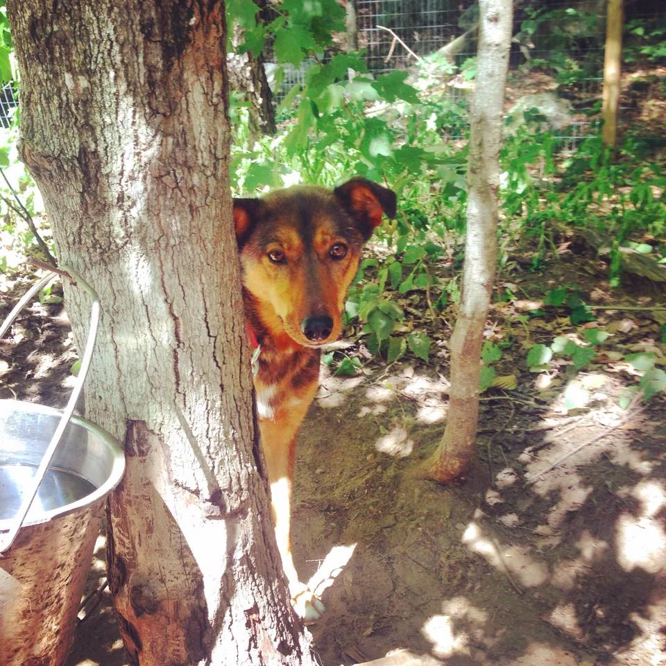 Every time I go to feed Ia, this is how I find her standing. Playing peekaboo with me.