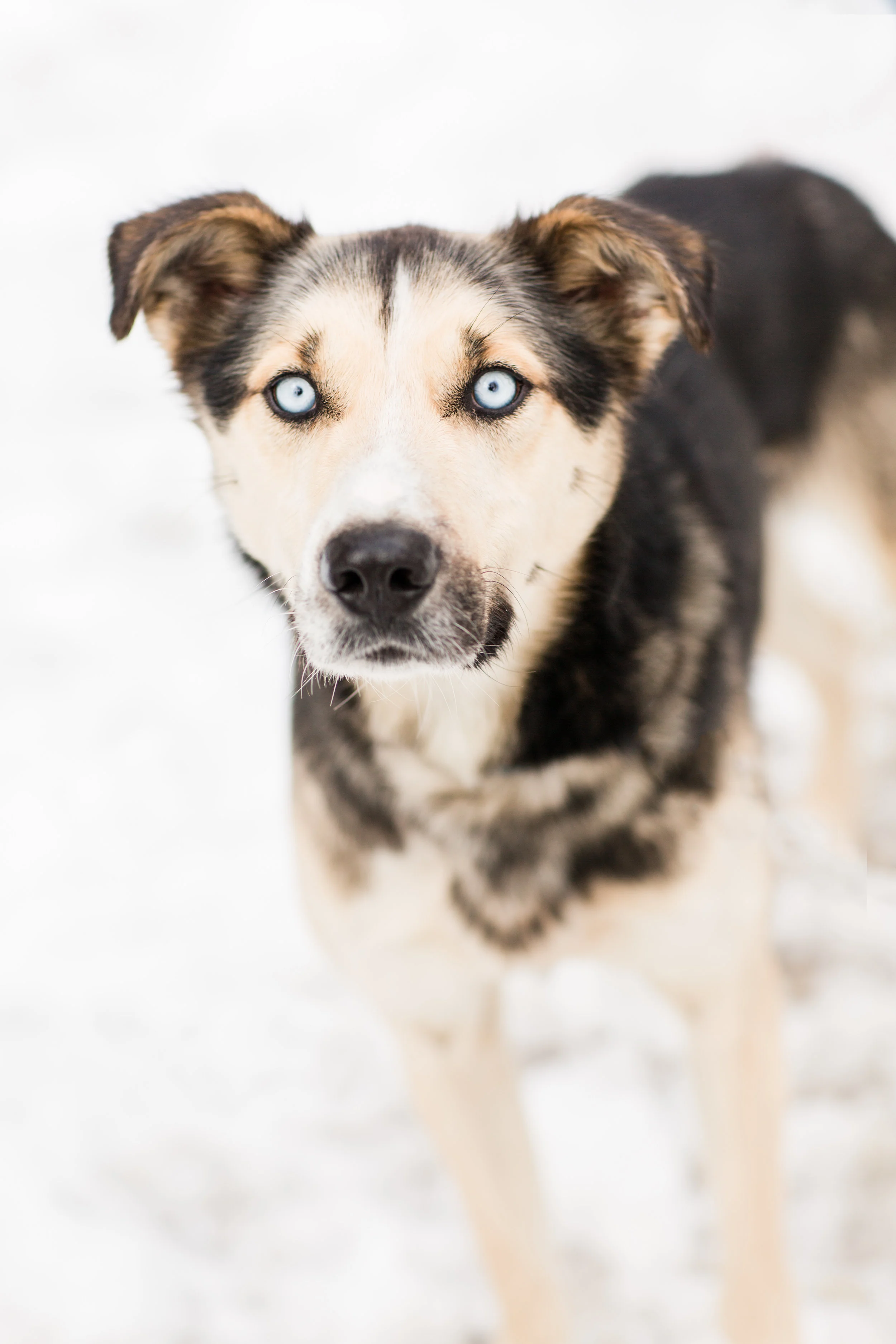 Shady-Pines-Sled-Dogs-37.jpg
