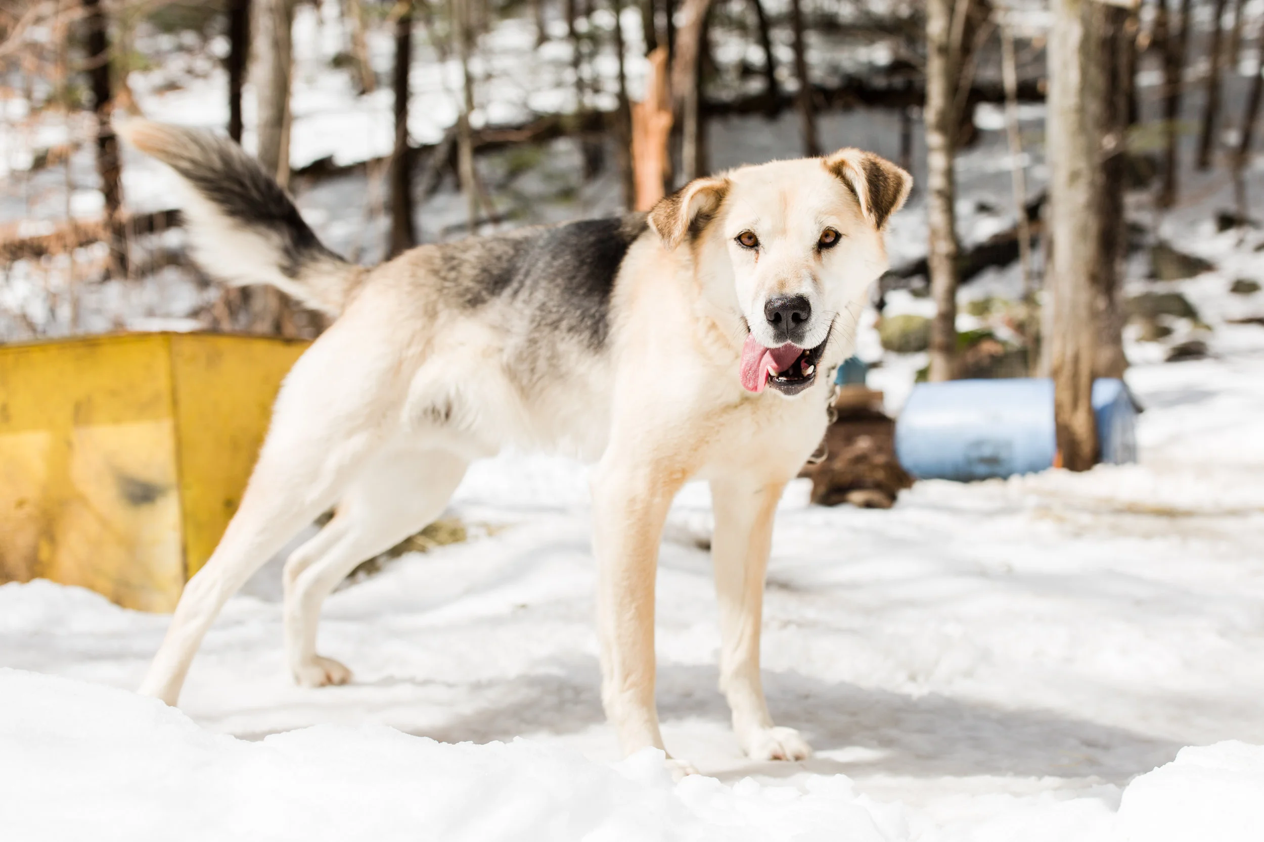 Shady-Pines-Sled-Dogs-28.jpg